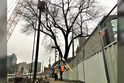 Monumentale iep behouden tijdens onze werkzaamheden