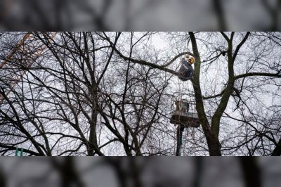 Monumentale iep behouden tijdens onze werkzaamheden