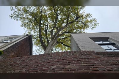 Binnendieze 's-Hertogenbosch